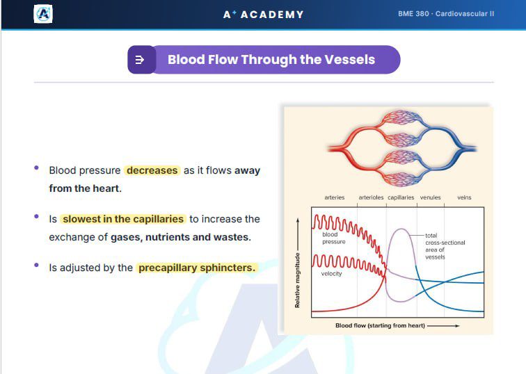 Study notes preview 1